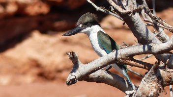 Collared-Kingfisher, Yardie Creek, Cape Range WA