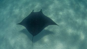 Manta-Ray-Coral-Bay-WA_DSC3553