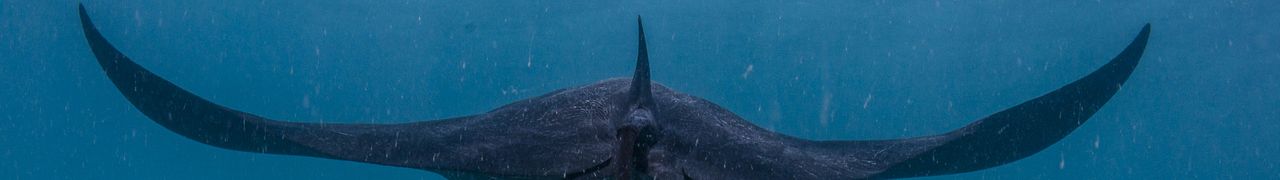 Manta-Ray-Coral-Bay-WA_DSC3599