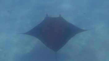 Manta Ray, Coral Bay, WA