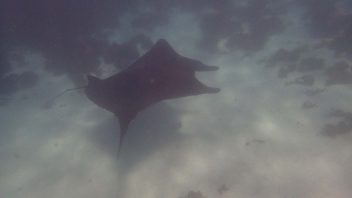 Manta Ray, Coral Bay, WA