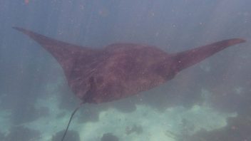 Manta Ray, Coral Bay, WA