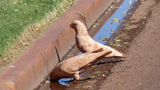 Paraburdoo-WA-P1240614