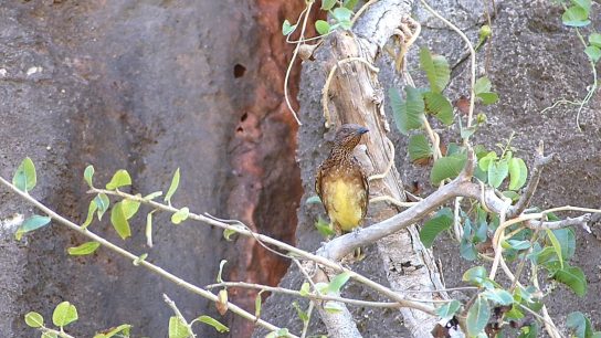 Western-Bower-Bird, Yardie Creek, Cape Range WA