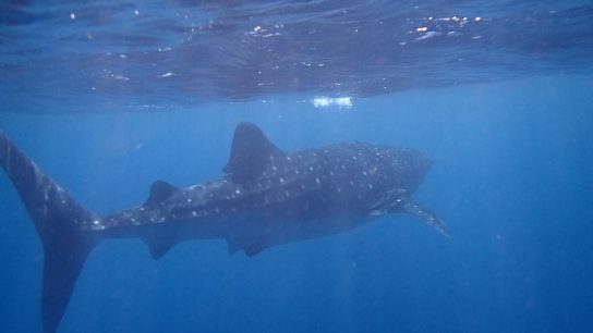 Whale-Shark-1-Ningaloo-Marine-Park-WA