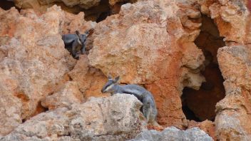 Yardie-Creek-WA-Rock-Wallabie_P1240663