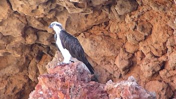 Yardie_Creek-WA-Osprey_P1240686