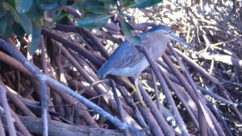 Yardie_Creek-WA-Striated_mangrove_Heron_P1240658