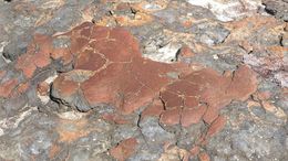 Hamelin Pool Stromatolites, Hamelin Pool, Australie-Occidentale