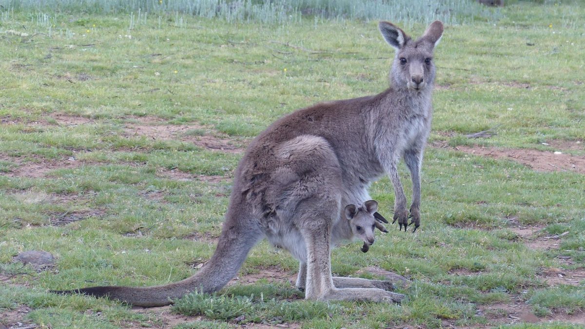 photo-gallery-marsupial