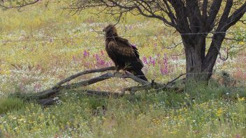Wredge Tailes Eagle