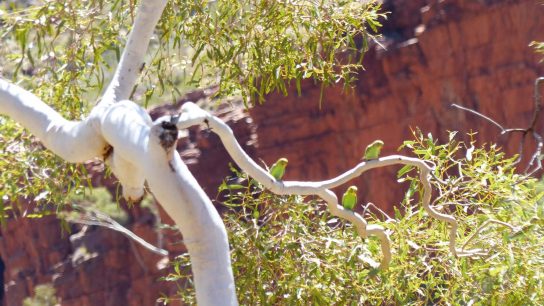 Budgerigar