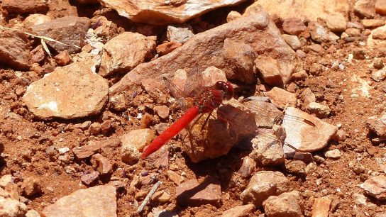 Scarlet-Percher Dragonfly