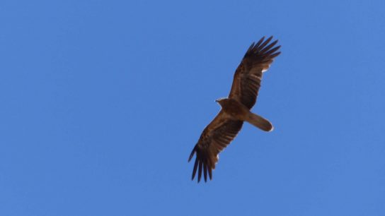 Whistling Kite