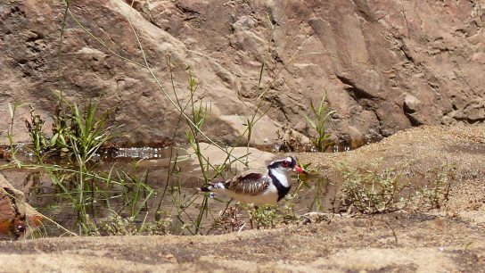 Black-fronted Dotterel