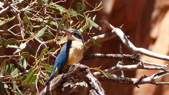 Sacred Kingfisher