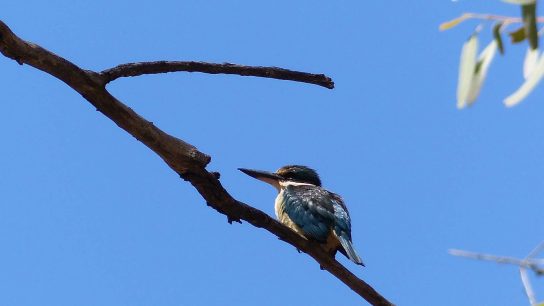 Sacred Kingfisher