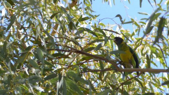 Australian ringneck