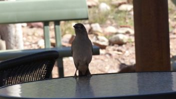 Grey-Shrike Thrush