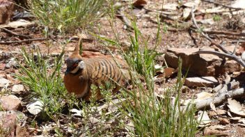 Spinifex Pigeon