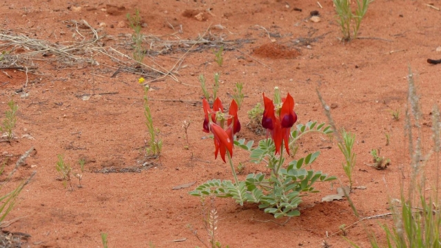 Kings Canyon Walk, Petermann, Northern Territory