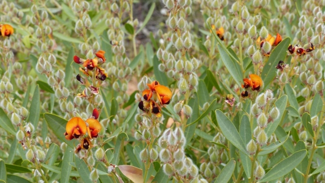 Kings Canyon Walk, Petermann, Northern Territory