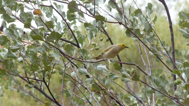 Kings Canyon Walk, Petermann, Northern Territory