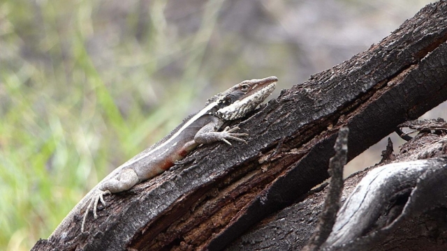 Kings Canyon Walk, Petermann, Northern Territory