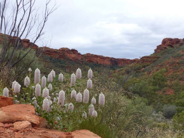 Kings Canyon Walk, Petermann, Northern Territory