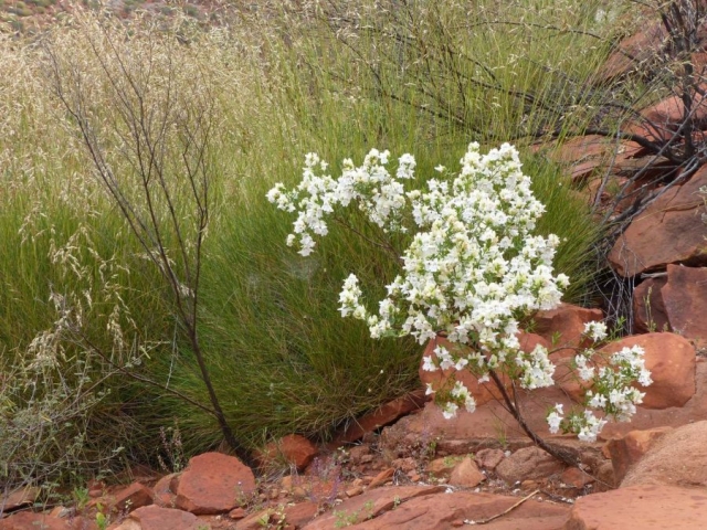 Kings Canyon Walk, Petermann, Northern Territory