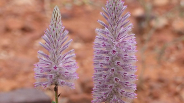 Kings Canyon Walk, Petermann, Northern Territory