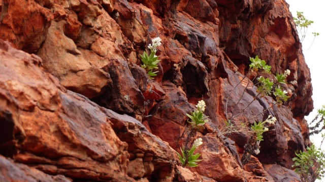 Kings Canyon Walk, Petermann, Northern Territory