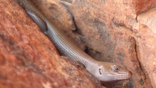 Panther Skink