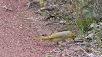 Kathleen Springs, Petermann, NT