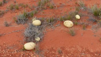 Larapinta Drive, NT