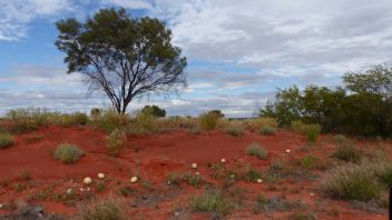 Larapinta Drive, NT