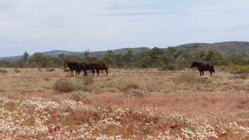 Larapinta Drive, NT