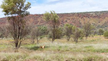 Larapinta Drive, NT