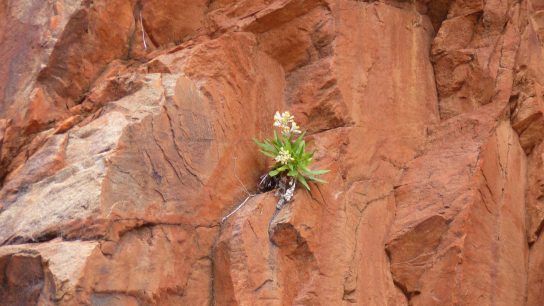 Redbank Gorge, Mount Zeil, Northern Territory