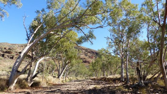 Ellery Creek Big Hole, Namatjira, Northern Territory