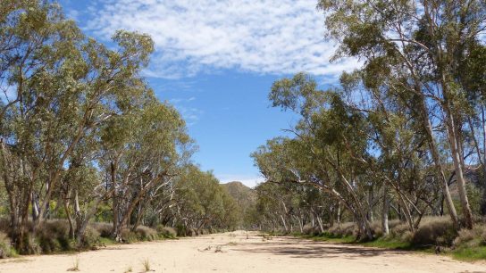 Trephina Gorge, Hart, NT