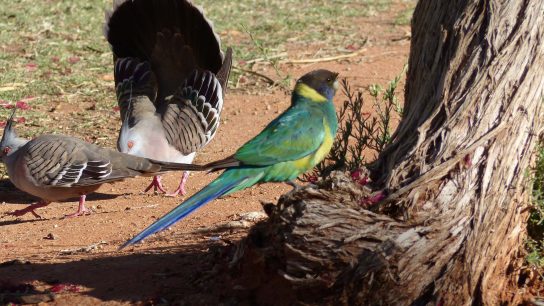 Alice Springs, Northern Territory