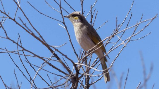 Rainbow Valley Conservation Reserve, Hugh, Northern Territory