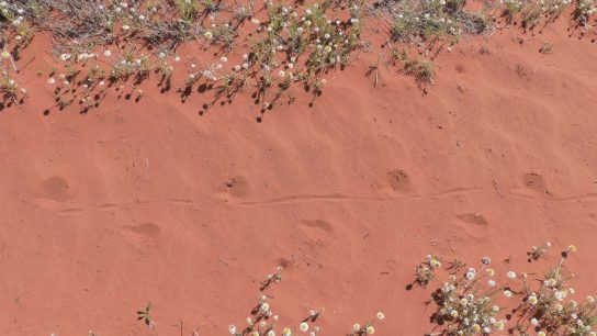 Rainbow Valley Conservation Reserve, Hugh, Northern Territory