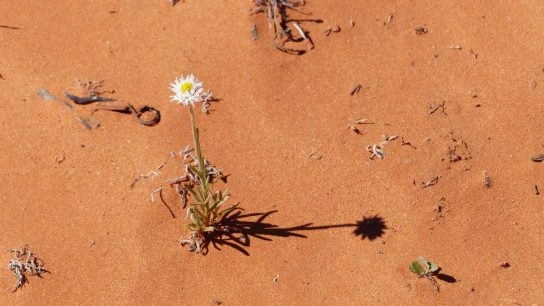 Rainbow Valley Conservation Reserve, Hugh, Northern Territory