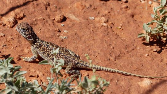 Rainbow Valley Conservation Reserve, Hugh, Northern Territory