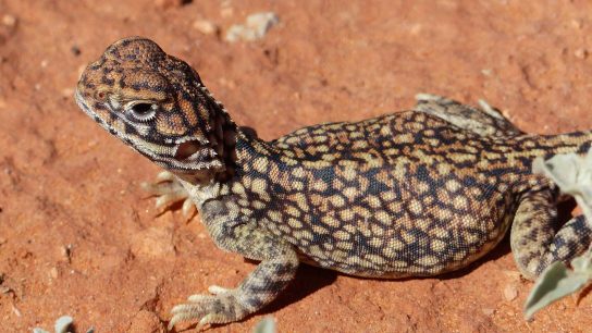 Rainbow Valley Conservation Reserve, Hugh, Northern Territory