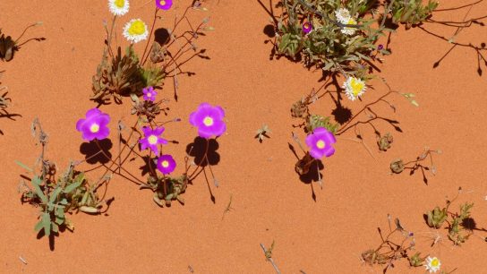 Rainbow Valley Conservation Reserve, Hugh, Northern Territory