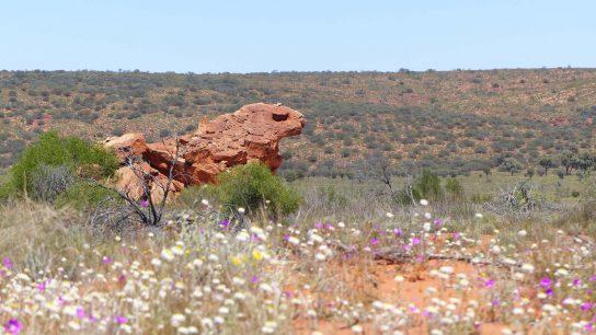 Rainbow Valley Conservation Reserve, Hugh, Northern Territory