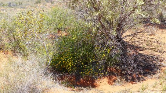 Rainbow Valley Conservation Reserve, Hugh, Northern Territory